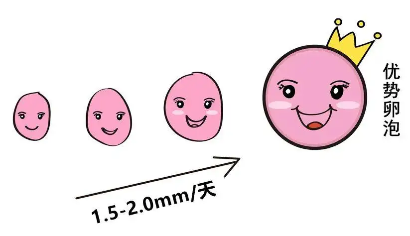 卵泡发育到哪种程度之后才能进行下一步呢?