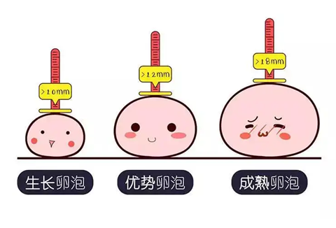 没有优势卵泡怎么调理呢？ ​