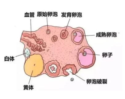 卵泡每天会长多少？生长速度是怎样的呢？