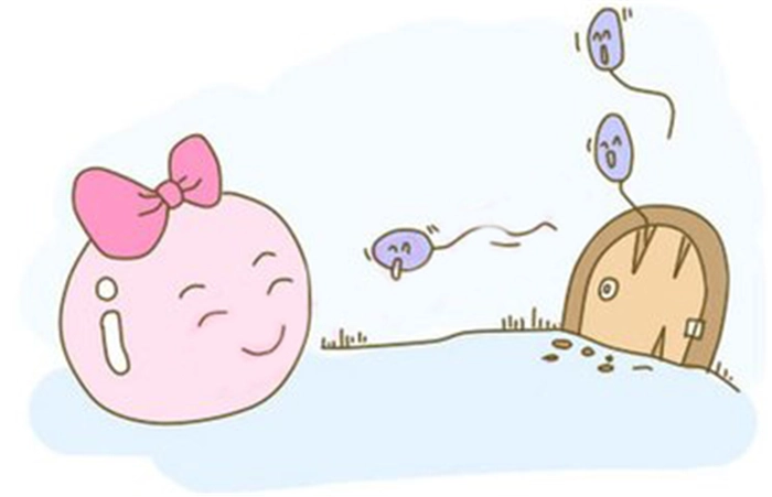 子宫内膜和卵泡的成长历程
