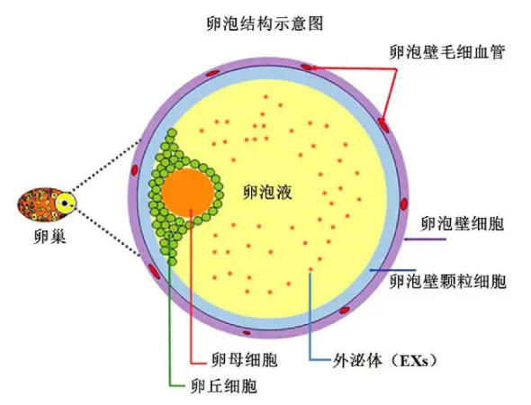 治疗结束后一般能取几个卵泡用于试管体外胚胎培育呢?