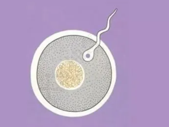 卵泡大小对试管婴儿有影响吗？