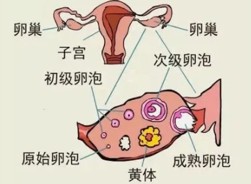 养卵的四大原则